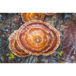 Mycology Reishi Plus 90 comprimidos