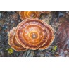 Mycology Reishi Plus 90 comprimidos