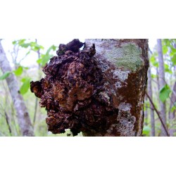 Mycology CHAGA PLUS 90 COMPRIMIDOS