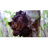 Mycology CHAGA PLUS 90 COMPRIMIDOS