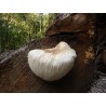 Mycology Hericium 90 comprimidos